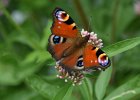 Peacock Butterfly.jpg